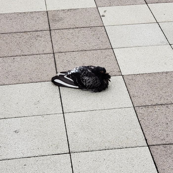 “나이키 운동화 위에 앉은 새다vs그냥 비둘기다”···착시 현상 일으킨 사진 한 장