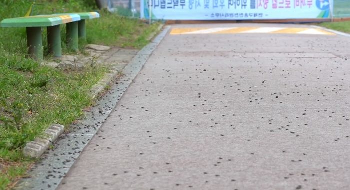 부산 ‘공원 산책로’ 뒤덮은 ‘까만 점’을 절대로 밟으면 안 되는 이유 (영상)