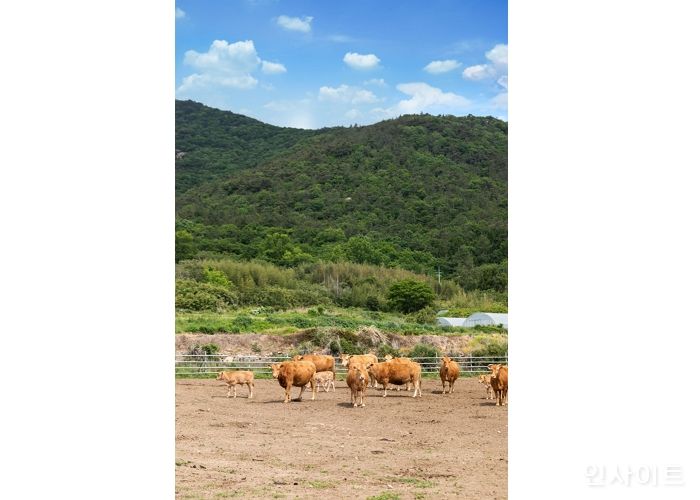 현대백화점, ‘국내1호 동물복지 인증 한우’ 선보인다