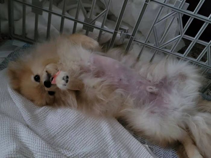 외국인 여성에게 맡긴 ‘포메’가 눈알 터지고 두개골 골절돼 돌아왔습니다