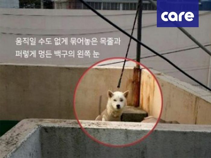 건물 3층서 내던져지는 학대 당하다 미국 입양돼 팔자 고친 ‘둥이’ 근황