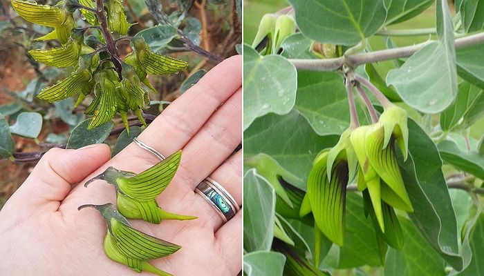 자라면서 살아있는 ‘벌새’와 싱크로율 100% ‘꽃’ 피우는 식물