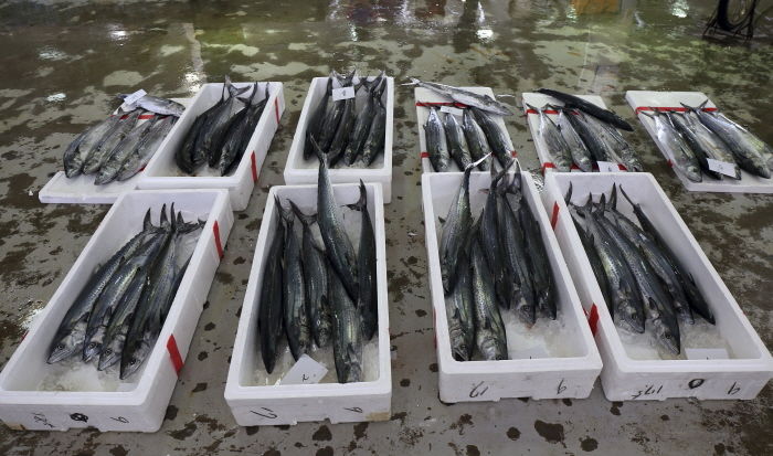 금어기에 잡은 삼치 수천 마리 인천 소래포구 앞바다에 버리는 어부들