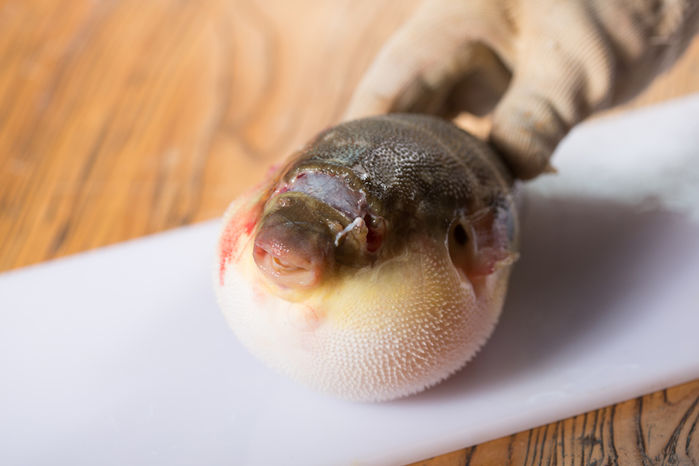 유튜브에 올라온 ‘복어 손질 영상’ 그대로 따라했다가 세상 떠난 시청자