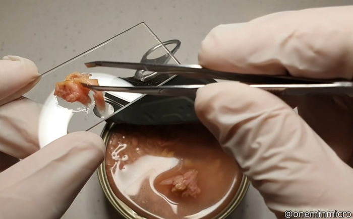 과학자들이 말하는 참치 통조림 속 기름 절대 먹으면 안 되는 이유 (영상)