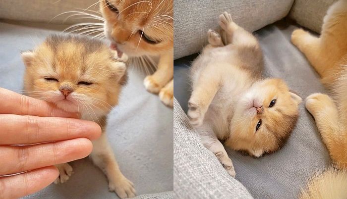 오늘(4일)은 우리집 ‘냥이’ 츄르 배 터지게 먹이고 꼭 안아주는 ‘고양이 허그데이’입니다