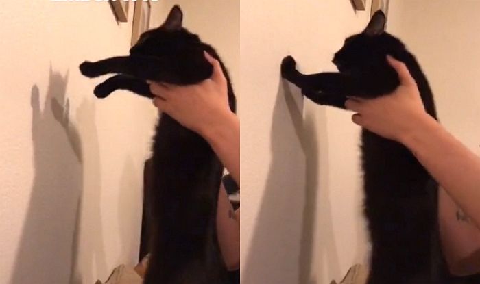 우리집 고양이 3초 안에 IQ 테스트 할 수 있는 틱톡 ‘벽 짚기 챌린지’
