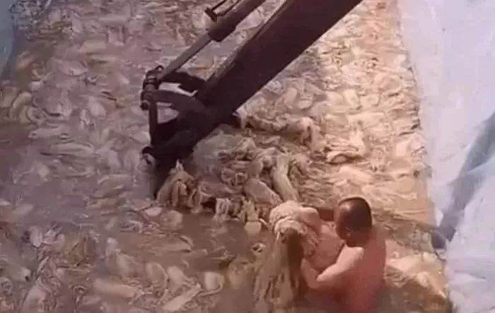 한국에 수입되는 중국산 김치 완벽 차단해 줄 ‘김치 자동 복사기’ 개발됐다