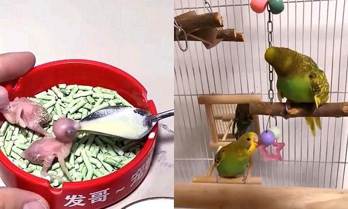 어미 잃고 죽을 뻔한 아기 새 데려와 ‘잉꼬’로 키워낸 남성의 육아일기 (영상)