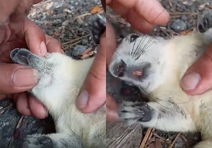 감전사 당해 전봇대서 추락한 다람쥐 손가락 ‘심장마사지’로 살려낸 남성 (영상)