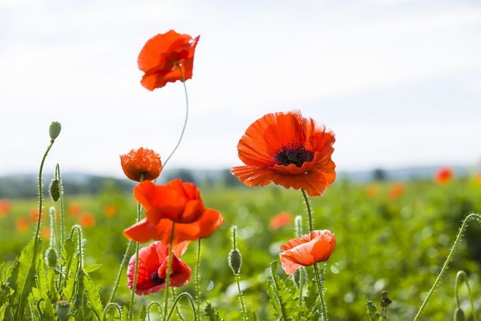 기사와 관련 없는 자료 사진 / gettyimagesBank