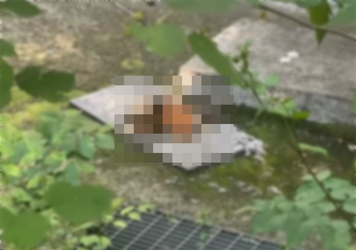 서울 올림픽공원서 ‘아기 길고양이’ 6마리 살해당한 채 발견