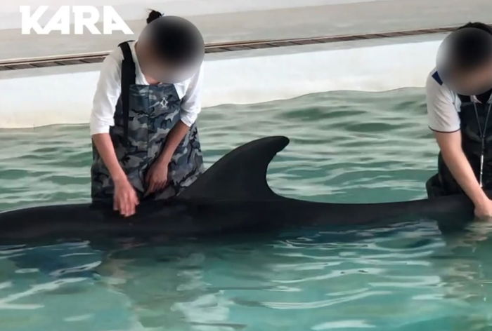 죽어가는 돌고래 ‘화순이’ 만지기 체험 강행하며 돈벌이로 이용하는 제주 마린파크