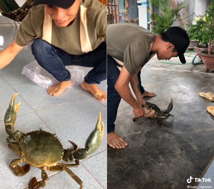 거대한 집게발 들고 맞서 싸워 솥에 들어가기 직전 탈출 성공한 ‘대왕 꽃게’ (영상)