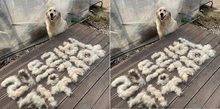 “귀여워서 키우고 싶다”는 사람들 보라고 골든 리트리버 주인이 털로 만든 살벌한(?) ‘경고문’