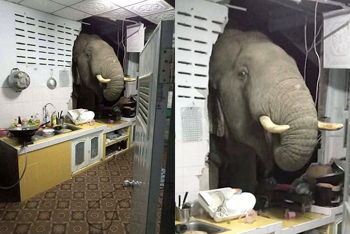 배고픔 못 참고 가정집 부엌 ‘벽’ 뚫고 들어와 코로 먹을 것 털어가는 코끼리 (영상)
