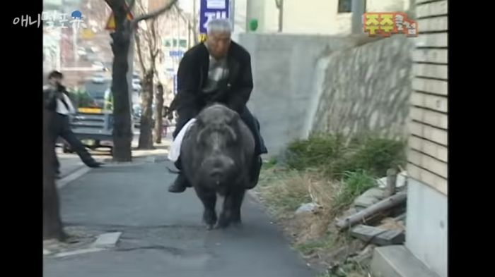 잡아먹으려던 ‘야생 멧돼지’ 너무 똑똑해서 애완돼지로 키워 타고 다니는 할아버지 (영상)