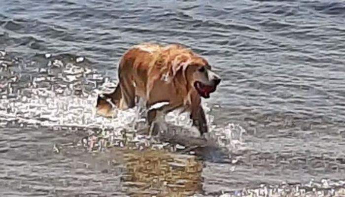 “2주 전 강가에서 잃어버린 우리 집 댕댕이가 30km 떨어진 바닷가에서 헤엄을 치고 있었습니다”