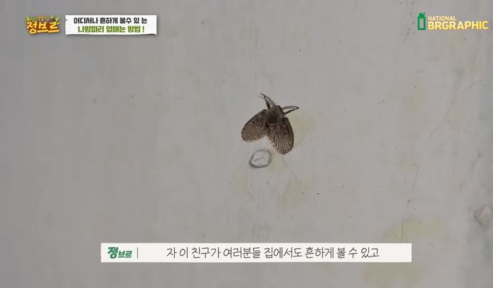 화장실서 자주 보이는 ‘나방파리’ 절대 만지면 안 되는 이유 (영상)