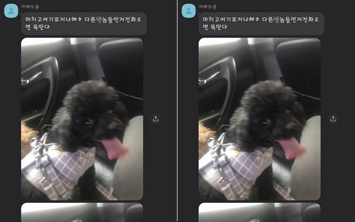 이별 통보한 여친 반려견 납치해 낙동강에 던져버린 전남친