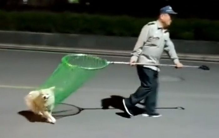 사람 너무 좋아해 아파트까지 쫓아왔다가 잡혀가면서도 해맑게 웃는 유기견 (영상)