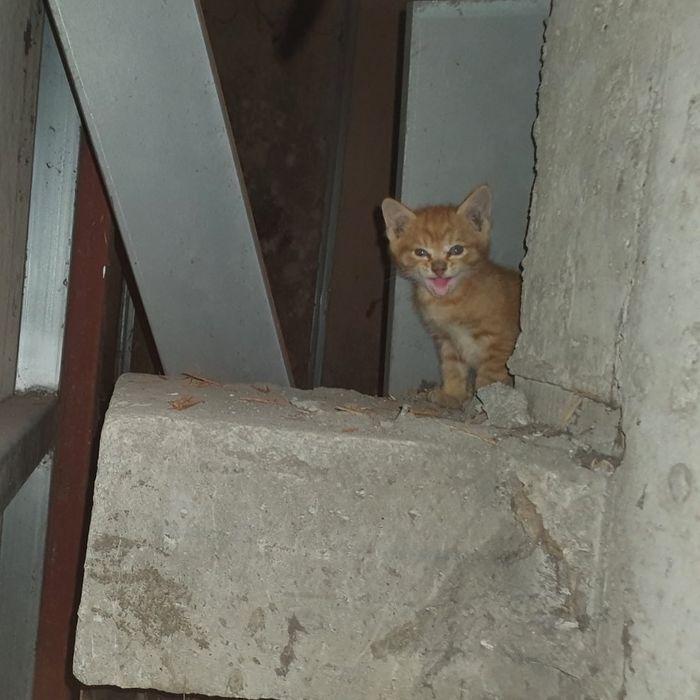 어미 잃고 벽안에 갇힌 새끼 고양이 구하려 벽 뚫은 신세계백화점 본점