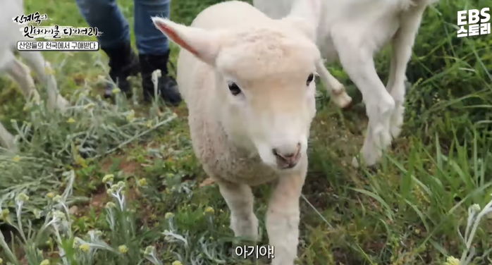 카메라 감독 오빠한테 반해 밥도 안 먹고 졸졸 따라다니다 ‘인생컷’ 건진 아기 양 (영상)