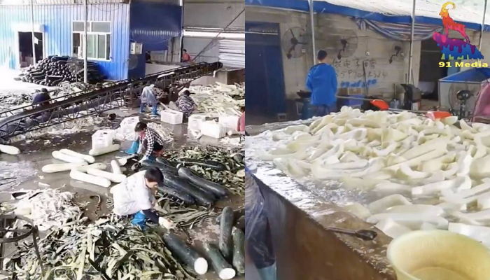 더러운 구정물로 호박 세척하는 ‘중국 호박즙 공장’의 충격적인 위생 상태