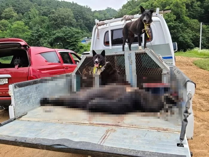 ‘쓸개즙 채취’로 울부짖는 새끼 곰 지켜보던 어미 곰은 자식을 살해하고 스스로 죽음을 택했다