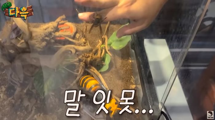쏘이면 죽을 수도 있는 장수말벌을 ‘반려벌’로 생각해 쓰담쓰담 해주는 남성 (영상)