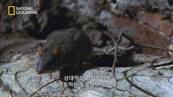 인생 첫경험으로 12시간 ‘마라톤 교미’ 나누고 죽음 맞이하는 동물 (영상)