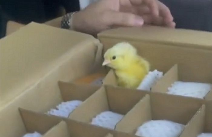 “인터넷에서 주문한 달걀이 배송 중 병아리로 부화해 도착했습니다”
