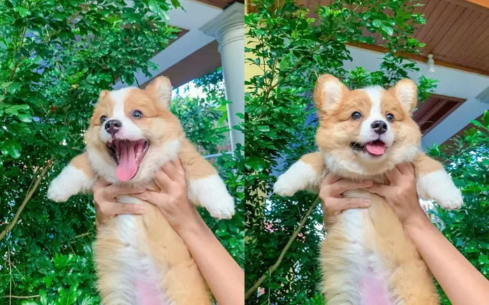 초록나무 이미지
