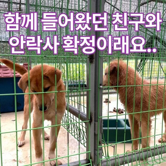 오늘(14일) ‘안락사’ 앞두고 마지막으로 사람들 향해 손 뻗어보는 강아지 두 마리