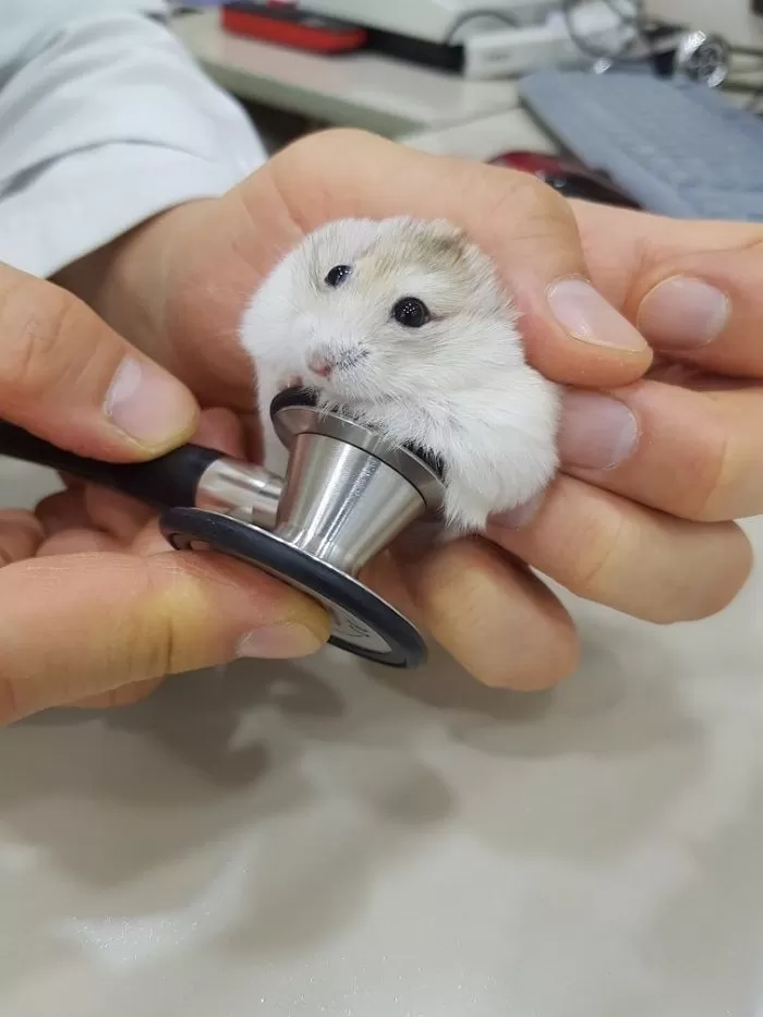 7천원 주고 입양한 '햄스터' 살리려 병원 간 집사 '멘붕' 빠뜨린 어마어마한 치료비 수준 : 네이버 블로그