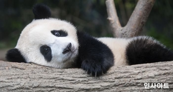 에버랜드 아기판다 푸바오, ‘첫돌’ 랜선 돌잔치 열려