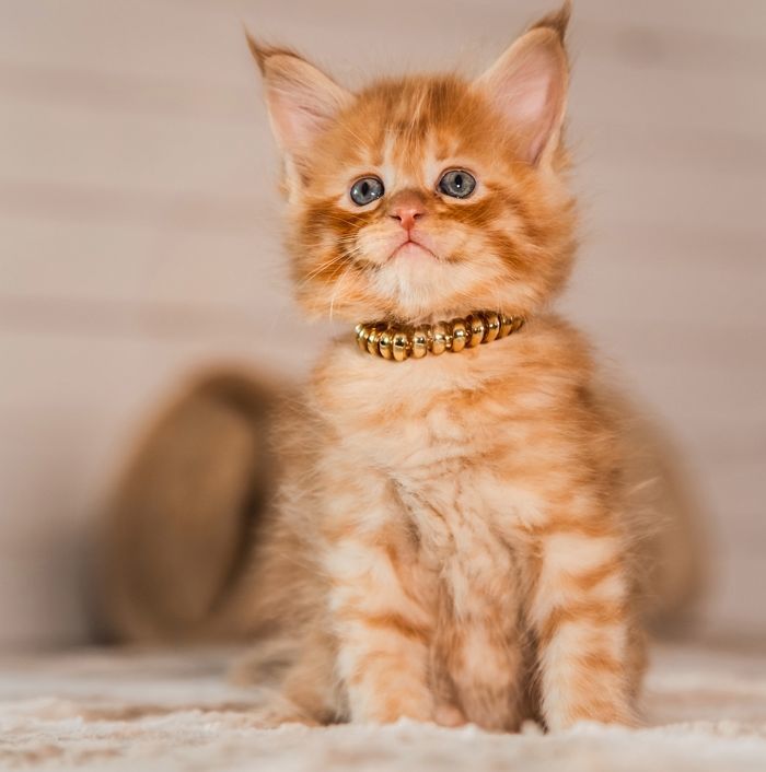 물건 취급 받던 우리집 댕댕이·냥냥이, 이제 ‘법적 지위’ 얻는다