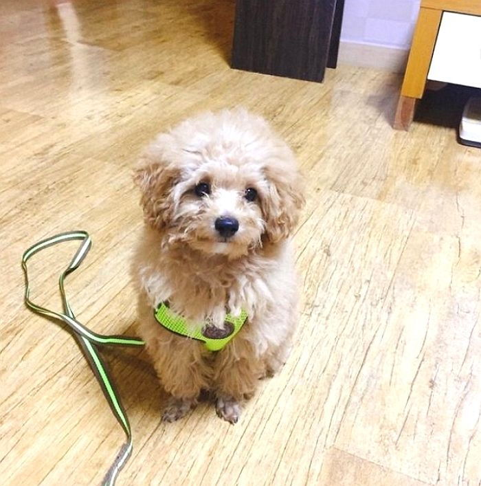 폭염에 ‘산책’ 가자 졸랐다가 더위에 녹아버린 푸들의 최후