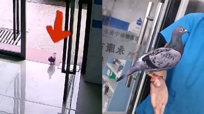 날개 다쳐 ‘피’ 흘리자 스스로 동물 병원 달려와 수의사샘 찾은 비둘기