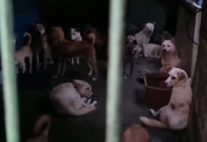 복날 전기 충격기에 맞아 죽은 친구 보며 벌벌 떨고 있는 26마리 강아지 (영상)