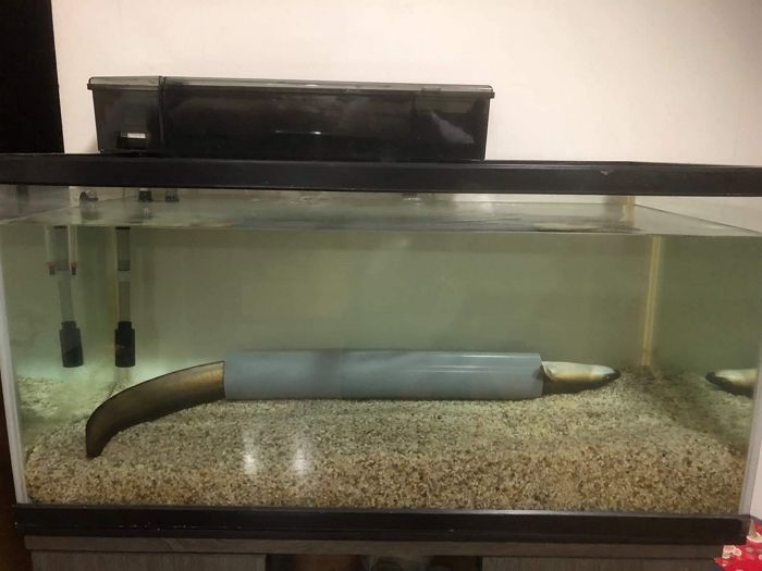 자는 방법 잘못 배워(?) 잘 때마다 ‘대자’로 뻗은 채  꿀잠자는 장어의 낮잠 시간
