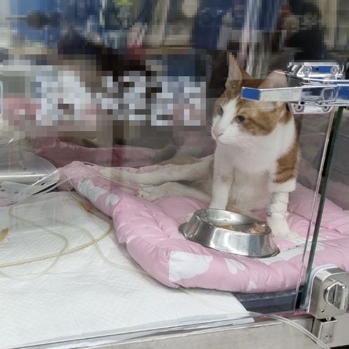 입양한 아기 고양이 ‘갈비뼈’ 산산조각낸 뒤 병원비 많이 나오자 버린 주인