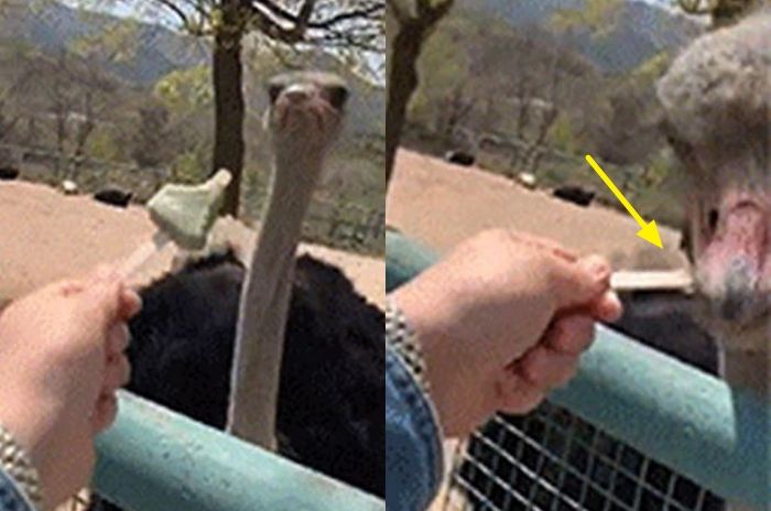 난생처음 ‘민트초코 아이스크림’ 맛보고 충격받은 타조의 현실 반응 (영상)