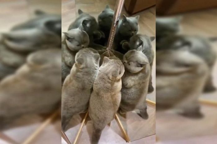 “사진 속 냥이는 모두 몇 마리일까요?”···누리꾼들 멘붕 빠트린 지옥의 ‘착시 문제’