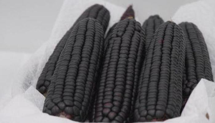 먹으면 혓바닥 새까매질 것 같은 강원도 신상 ‘블랙 옥수수’