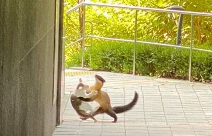 대구 거리서 길냥이 사정없이 두들겨 패고 유유히 사라진 ‘촉법동물’(?)의 정체