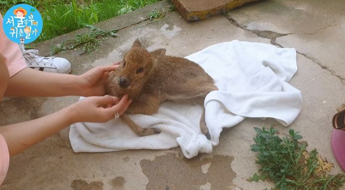 길냥이·웰시코기에 이어 하다하다 ‘고라니’까지 구조한 시골 부부 유튜버 (영상)