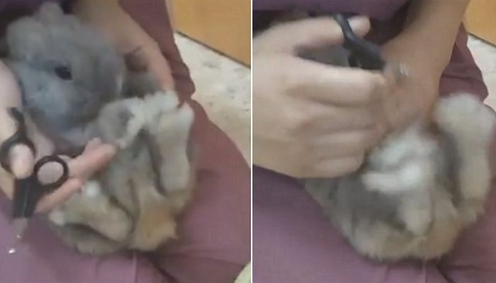 발톱 깎기 무서워 닿지도 않았는데 바들바들 떠는 ‘쫄보’ 토끼 (영상)