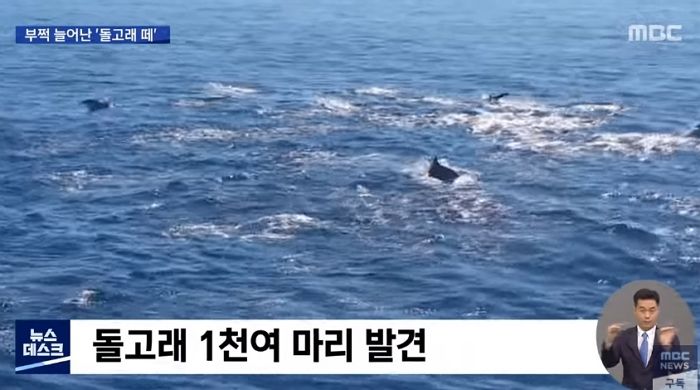 폭염으로 수온 급상승한 동해안서 1천 마리‘ 돌고래 떼’ 발견됐다