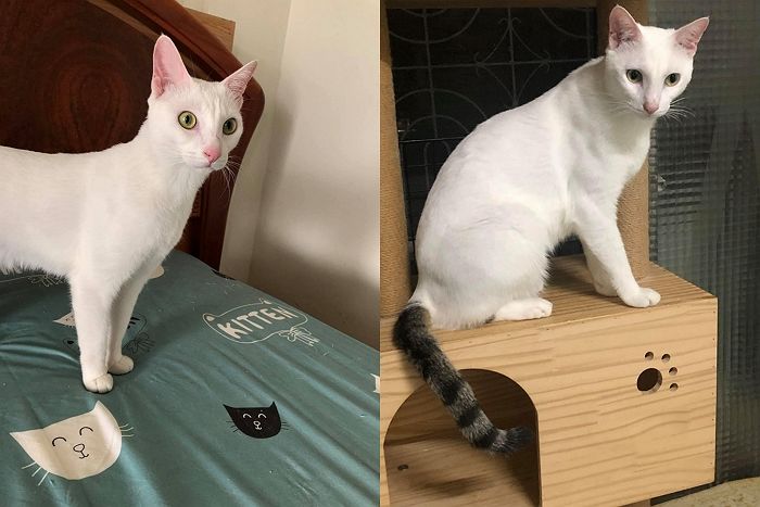 몸은 엄마 닮고 꼬리만 아빠 닮아 멘붕 온 고양이 (사진 15장)